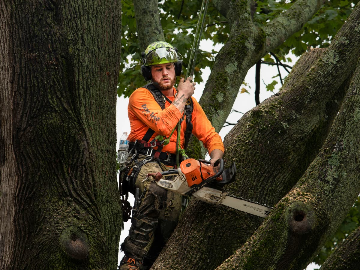Climbing arborist roped into the canopy, making a chainsaw cut during a sectional dismantle