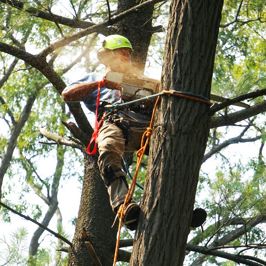 Arborist working at height on a rope and harness, taking a limb out of a mature conifer